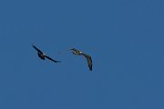 DPPhotography - Corsica - Osprey - A