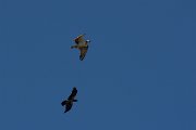DPPhotography - Corsica - Osprey - D