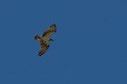DPPhotography - Corsica - Osprey - E