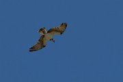 DPPhotography - Corsica - Osprey - F