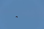 DPPhotography - Corsica - Pallid swift - A