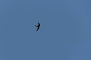 DPPhotography - Corsica - Pallid swift - B