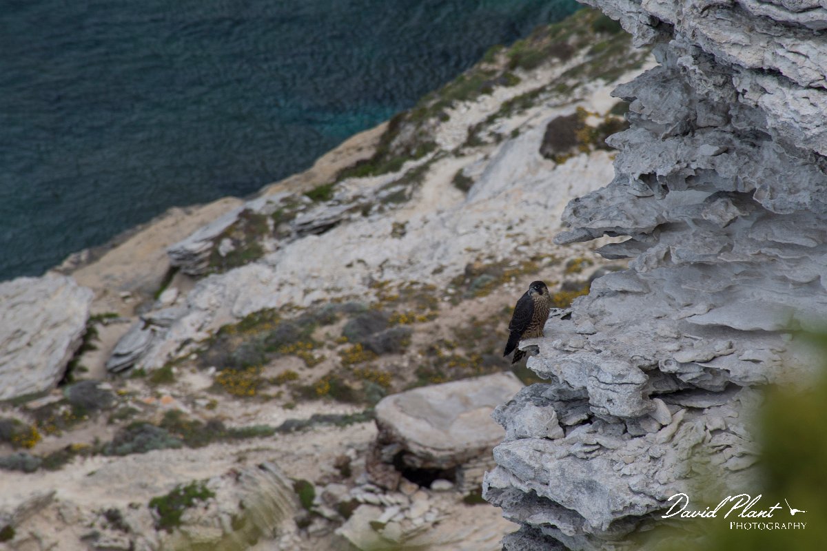 DPPhotography - Corsica - Peregrine - A.jpg - Peregrine - Capo Pertusato, Corsica
