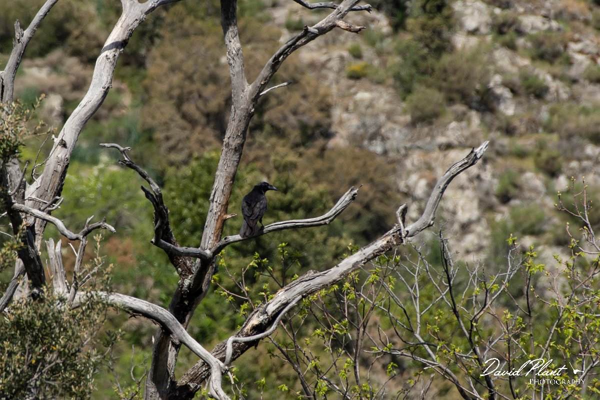 DPPhotography - Corsica - Raven - A.jpg - Raven - Col de Sevi, Corsica