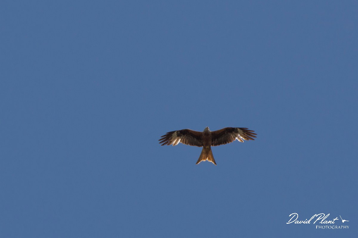 DPPhotography - Corsica - Red kite - E.jpg - Red kite - Route de l'Etang, Lake Biguglia, Corsica