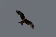DPPhotography - Corsica - Red kite - B