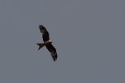 DPPhotography - Corsica - Red kite - C