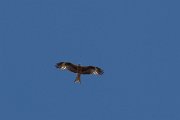 DPPhotography - Corsica - Red kite - D