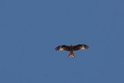 DPPhotography - Corsica - Red kite - E