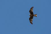DPPhotography - Corsica - Red kite - F