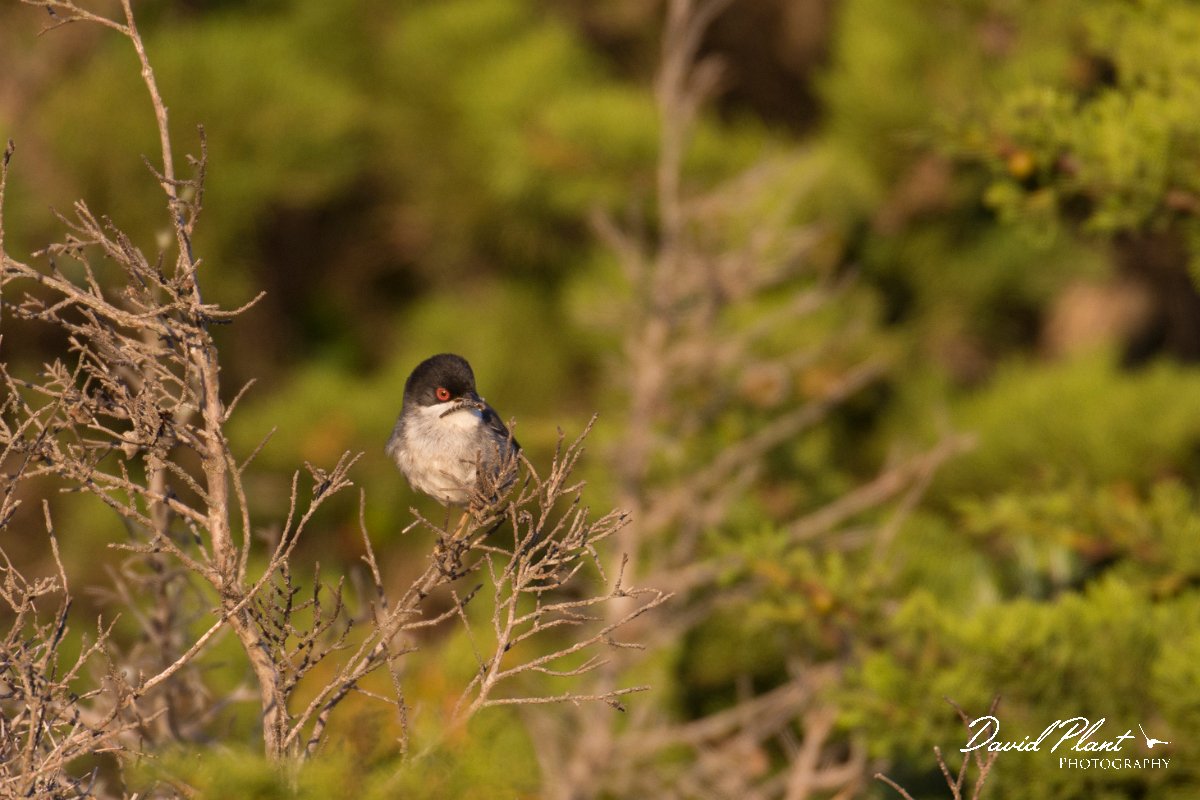 DPPhotography - Corsica - Sardinian warbler - A.jpg - Sardinian warbler - Capo Pertusato, Corsica
