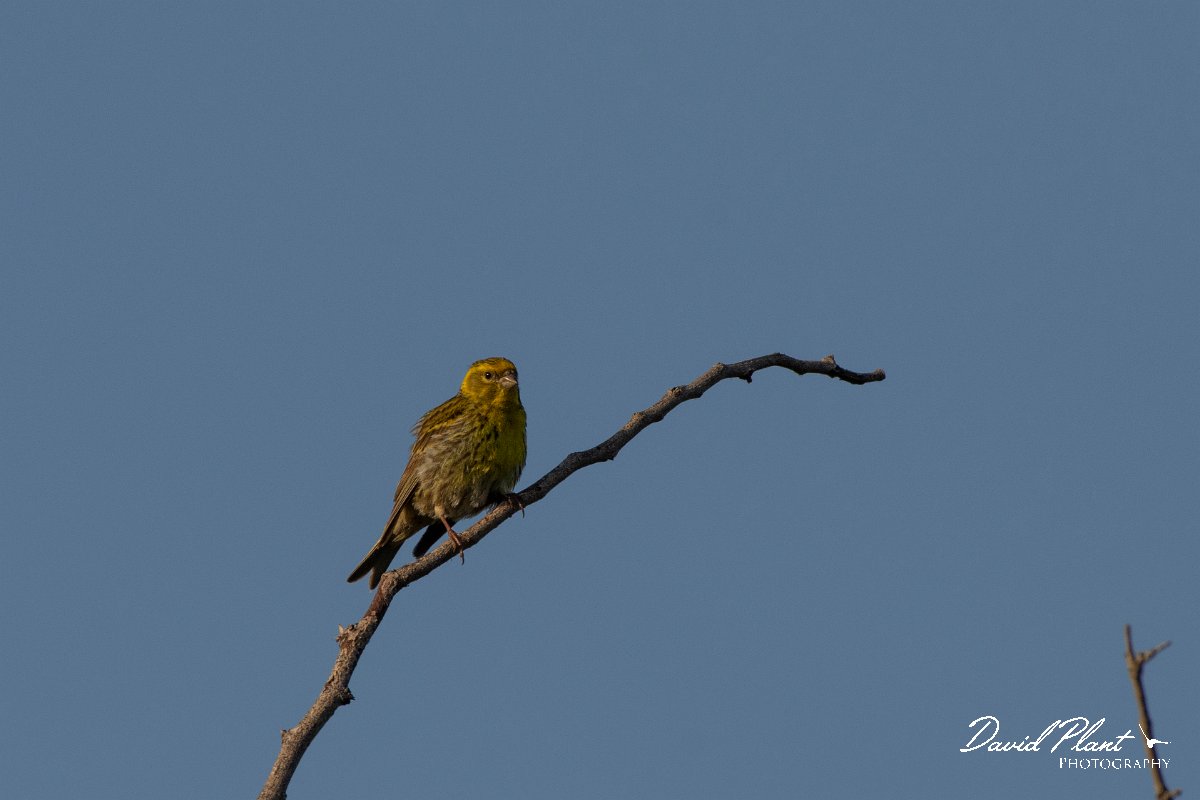 DPPhotography - Corsica - Serin - B.jpg - Serin - Route de l'Etang, Lake Biguglia, Corsica
