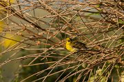 DPPhotography - Corsica - Serin - A