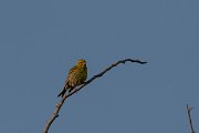 DPPhotography - Corsica - Serin - B
