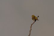 DPPhotography - Corsica - Serin - C