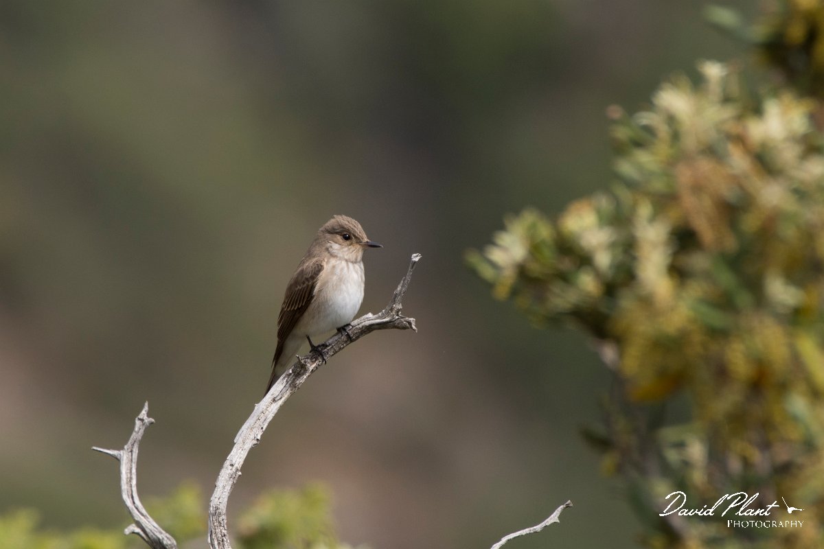 DPPhotography - Corsica - Spotted flycatcher - B.jpg - Spotted flycatcher - Tunnel d'Usciolo-Ruisseau de Petrosu, Corsica
