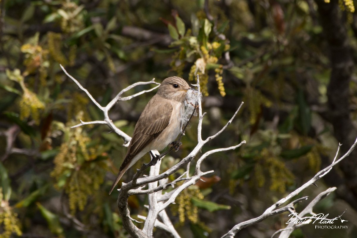 DPPhotography - Corsica - Spotted flycatcher - E.jpg - Spotted flycatcher - Tunnel d'Usciolo-Ruisseau de Petrosu, Corsica