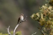 DPPhotography - Corsica - Spotted flycatcher - B
