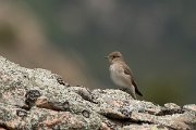 DPPhotography - Corsica - Spotted flycatcher - D