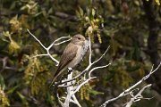 DPPhotography - Corsica - Spotted flycatcher - E