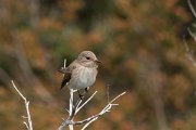 DPPhotography - Corsica - Spotted flycatcher - G
