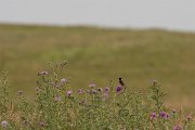 DPPhotography - Corsica - Stonechat - A