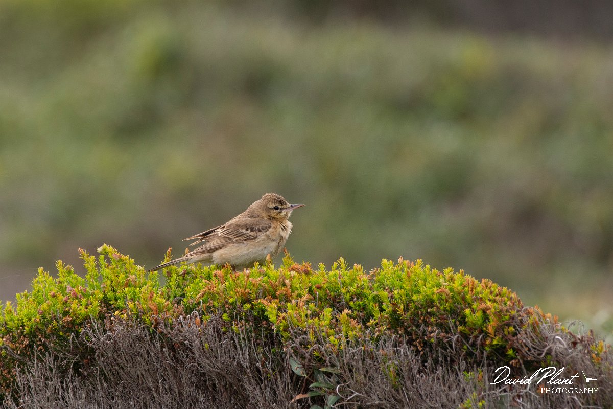 DPPhotography - Corsica - Tawny pipit - C.jpg - Tawny pipit - Coast Golfe de Ventilegne, Corsica