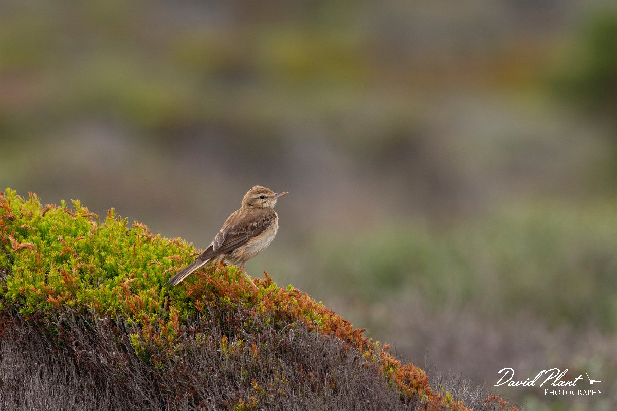DPPhotography - Corsica - Tawny pipit - D.jpg - Tawny pipit - Coast Golfe de Ventilegne, Corsica
