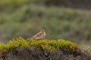 DPPhotography - Corsica - Tawny pipit - B