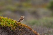 DPPhotography - Corsica - Tawny pipit - D
