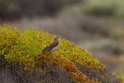 DPPhotography - Corsica - Tawny pipit - E