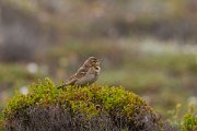DPPhotography - Corsica - Tawny pipit - F