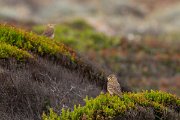 DPPhotography - Corsica - Tawny pipit - G