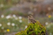 DPPhotography - Corsica - Tawny pipit - H