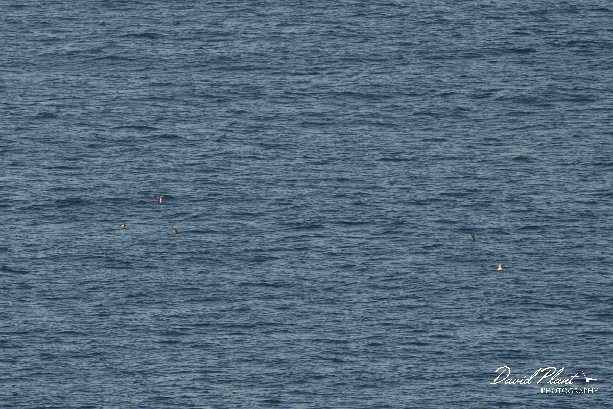 DPPhotography - Corsica - Yelkouan shearwater - A.jpg - Yelkouan shearwater - Capo Pertusato, Corsica