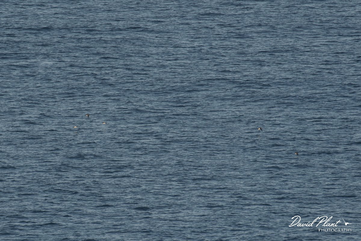 DPPhotography - Corsica - Yelkouan shearwater - B.jpg - Yelkouan shearwater - Capo Pertusato, Corsica