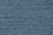 DPPhotography - Corsica - Yelkouan shearwater - A