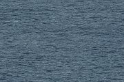 DPPhotography - Corsica - Yelkouan shearwater - B