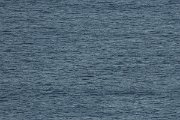 DPPhotography - Corsica - Yelkouan shearwater - D