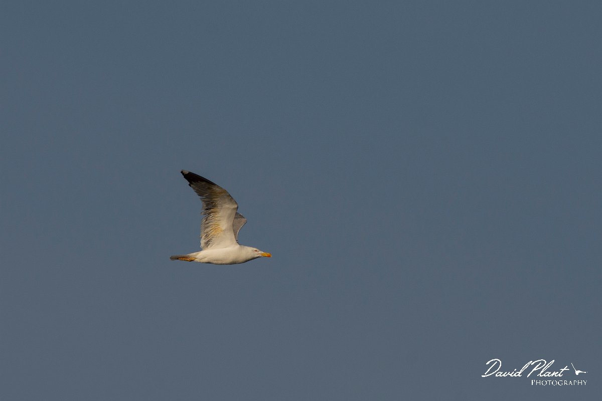 DPPhotography - Corsica - Yellow-legged gull - A.jpg - Yellow-legged gull - Route de l'Etang, Lake Biguglia, Corsica