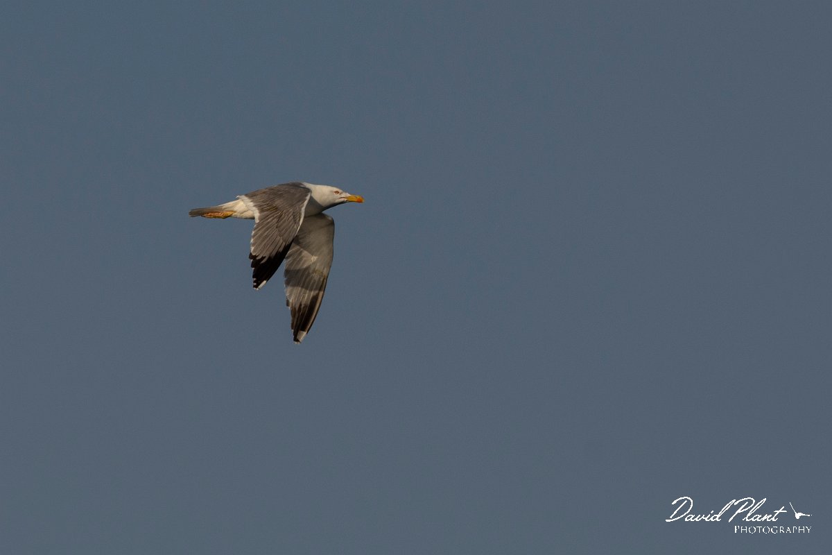 DPPhotography - Corsica - Yellow-legged gull - B.jpg - Yellow-legged gull - Route de l'Etang, Lake Biguglia, Corsica