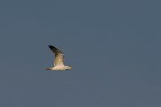 DPPhotography - Corsica - Yellow-legged gull - A