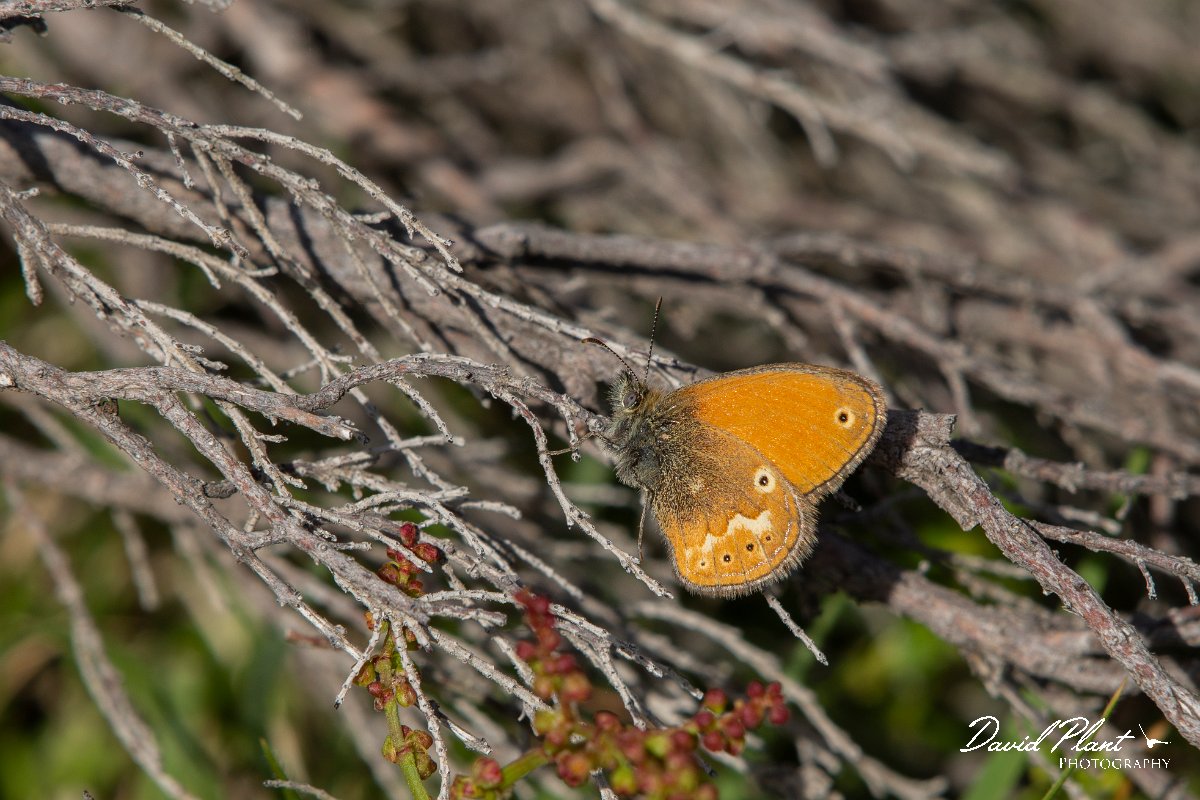 DPPhotography - Corsica - Corsican heath - B.jpg - Corsican heath - Col de Sevi, Corsica