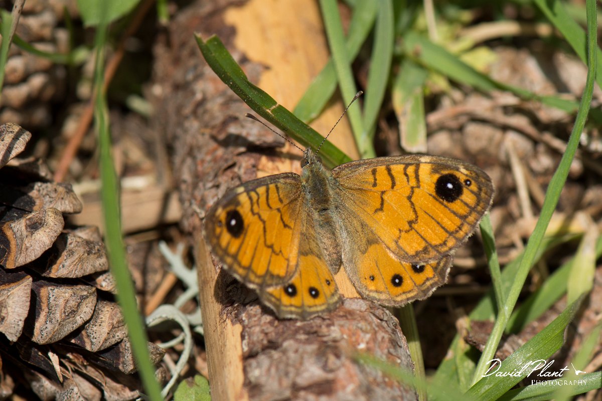 DPPhotography - Corsica - Corsican wall brown - A.jpg - Corsican wall brown - Restonica Valley, Corsica