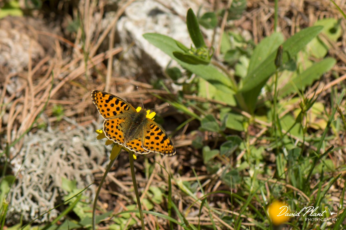 DPPhotography - Corsica - Queen of Spain fritillary - C.jpg - Queen of Spain fritillary - Restonica Valley, Corsica