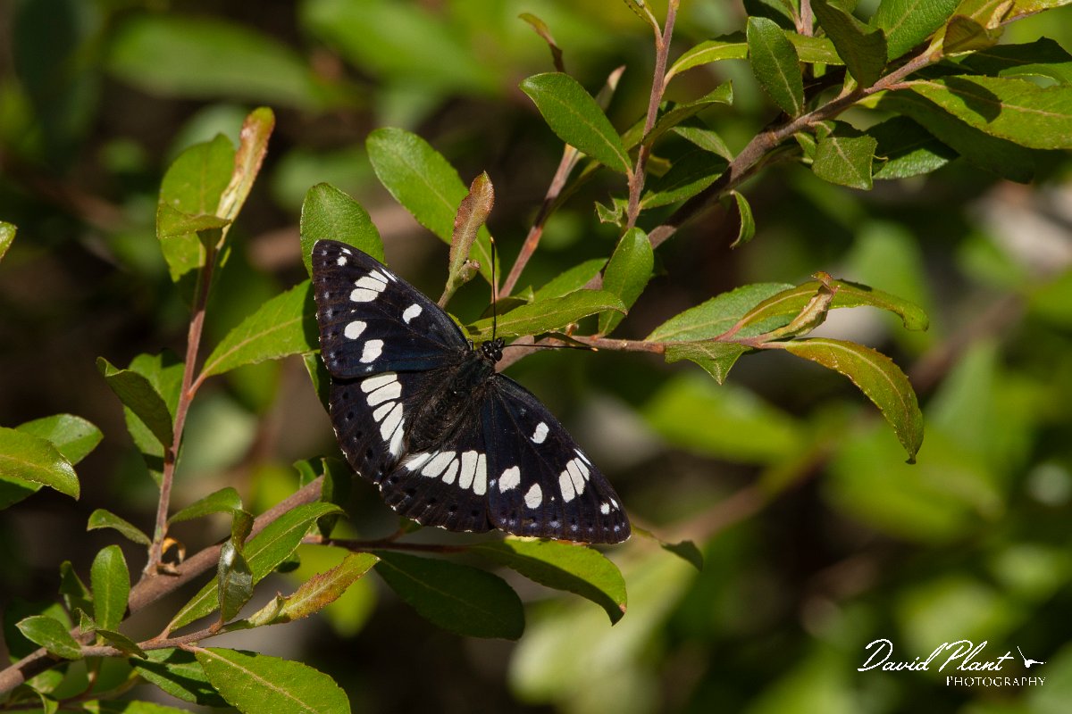 DPPhotography - Corsica - Southern white admiral - D.jpg - Southern white admiral - Bonifacio area, Corsica