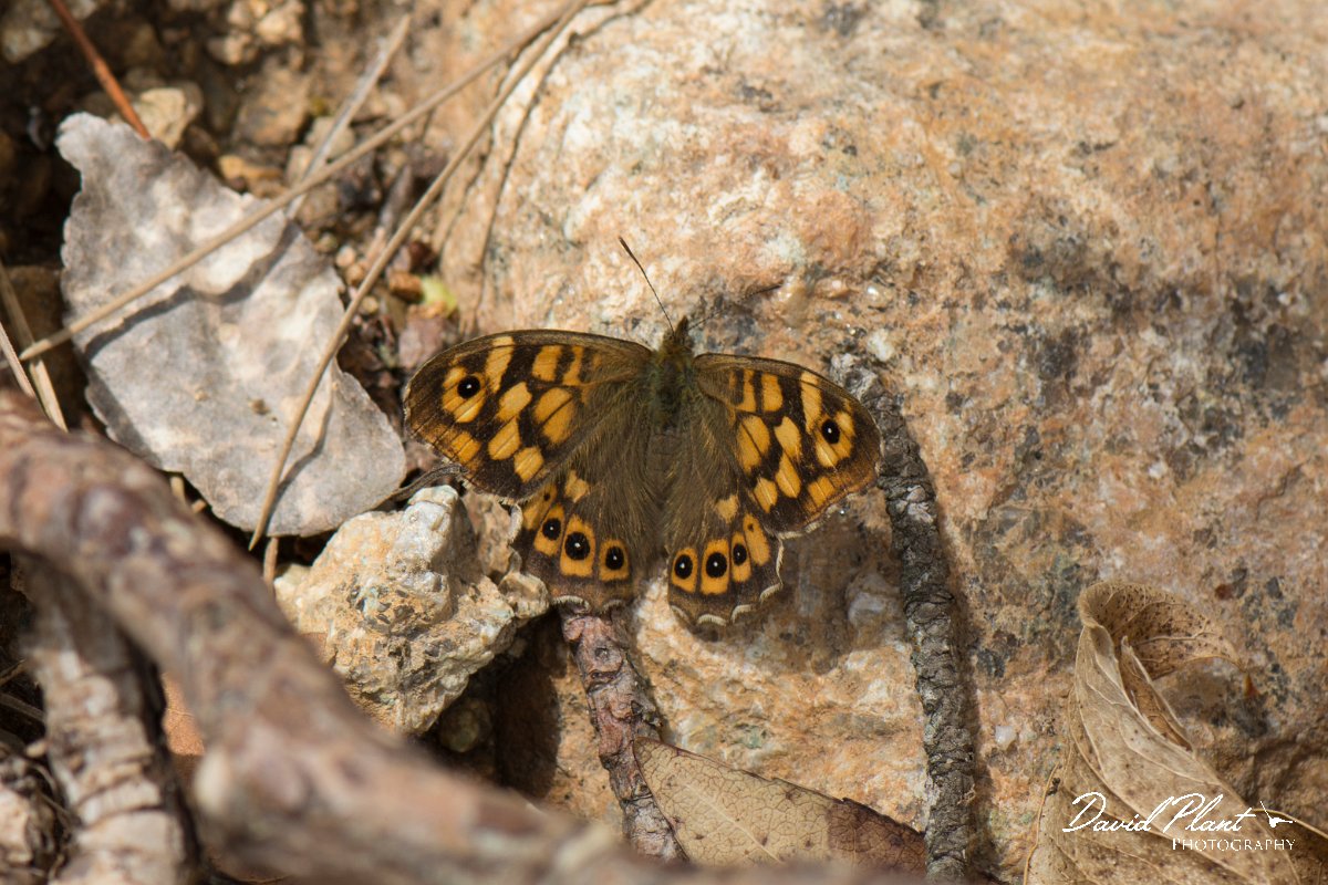 DPPhotography - Corsica - Speckled wood - B.jpg - Speckled wood - Restonica Valley, Corsica