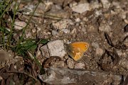 DPPhotography - Corsica - Corsican heath - A