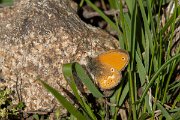 DPPhotography - Corsica - Corsican heath - C