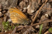 DPPhotography - Corsica - Corsican heath - D